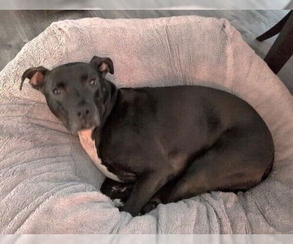 Medium Photo #2 Labrador Retriever-Unknown Mix Puppy For Sale in Greenbelt, MD, USA