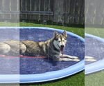 Small #11 Siberian Husky