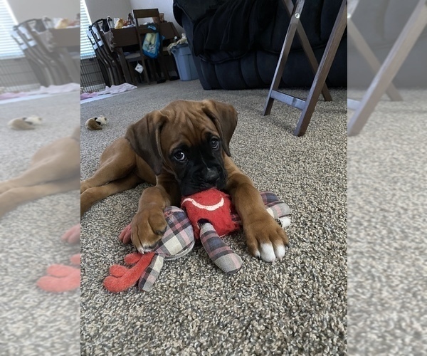 Medium Photo #33 Boxer Puppy For Sale in COWETA, OK, USA