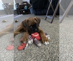 Small Photo #33 Boxer Puppy For Sale in COWETA, OK, USA