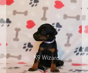 Doberman Pinscher Puppy for sale in DEEP GAP, NC, USA