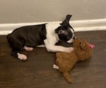 Small Photo #5 Boston Terrier Puppy For Sale in BROOKLINE, PA, USA