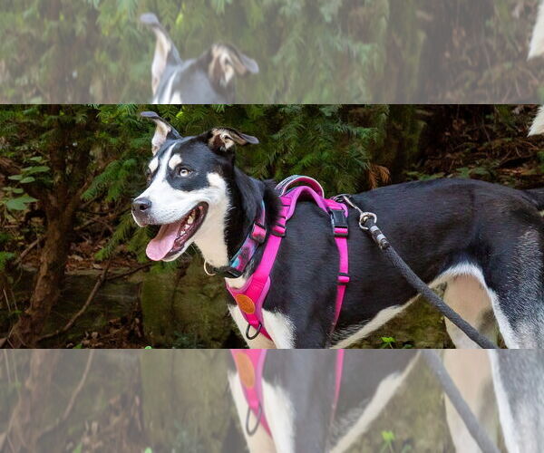 Medium Photo #3 Siberian Husky-Unknown Mix Puppy For Sale in Omaha, NE, USA