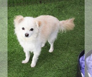 Pomeranian Dogs for adoption in Imperial Beach, CA, USA