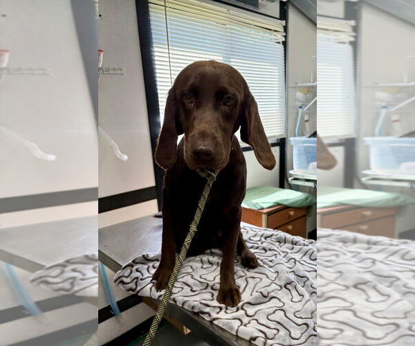 Medium Photo #4 Labrador Retriever-Unknown Mix Puppy For Sale in New York, NY, USA