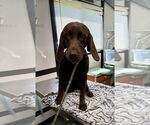 Small #3 Labrador Retriever Mix