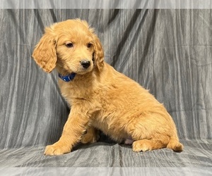 Goldendoodle Puppy for sale in TROPIC, UT, USA