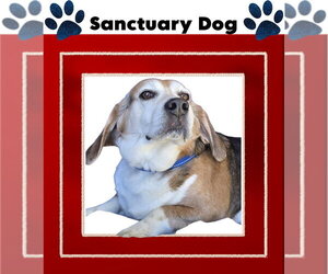 Ace The Adorable Beagle! - Male Beagle Dog for Adoption - Photo #2