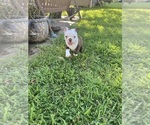 Small #2 Boston Terrier