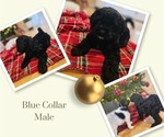 Puppy Blue Cockapoo