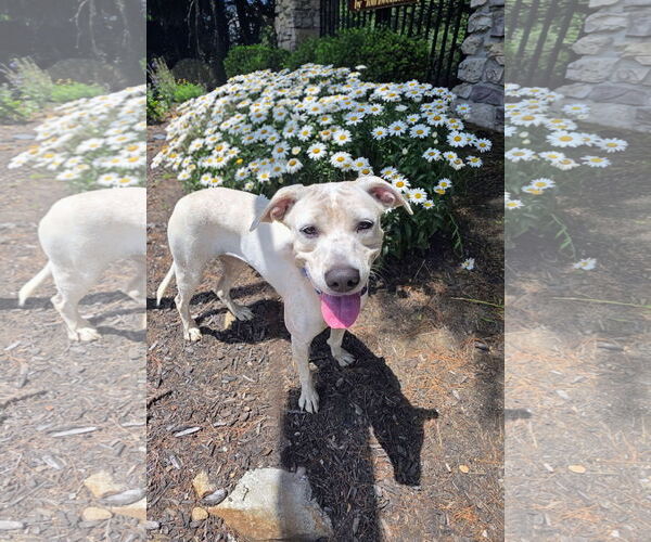 Medium Photo #2 Labrador Retriever-Unknown Mix Puppy For Sale in Rockaway, NJ, USA