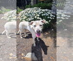 Small #1 Labrador Retriever Mix