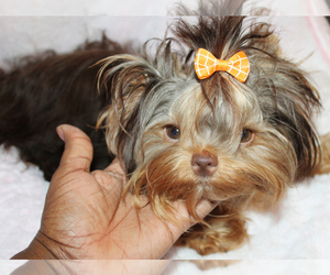 Mother of the Yorkshire Terrier puppies born on 01/29/2022