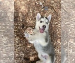 Puppy 5 German Shepherd Dog-Siberian Husky Mix