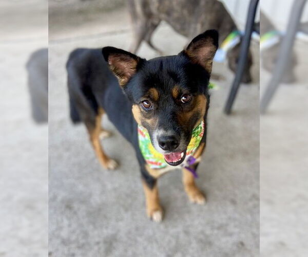 Medium Photo #3 Australian Kelpie-German Shepherd Dog Mix Puppy For Sale in Conroe, TX, USA