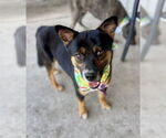 Small #2 Australian Kelpie-German Shepherd Dog Mix