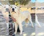 Small #5 Golden Pyrenees