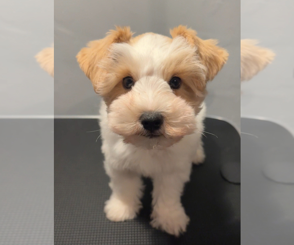 Medium Photo #1 Schnauzer (Miniature) Puppy For Sale in MADERA, CA, USA