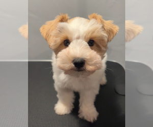 Schnauzer (Miniature) Puppy for sale in MADERA, CA, USA