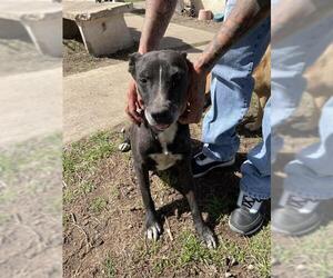 Labrador Retriever-Unknown Mix Dogs for adoption in San Antonio, TX, USA