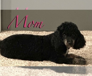 Mother of the Poodle (Miniature) puppies born on 04/22/2025