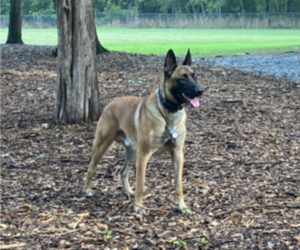 Father of the Belgian Malinois puppies born on 09/26/2022