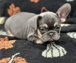 Small #1 French Bulldog