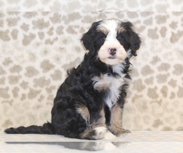 Medium Photo #4 Miniature Bernedoodle Puppy For Sale in DENVER, PA, USA