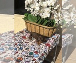 Puppy 1 Dachshund