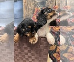 Small Photo #5 Cavalier King Charles Spaniel Puppy For Sale in SOUTH ORANGE, NJ, USA