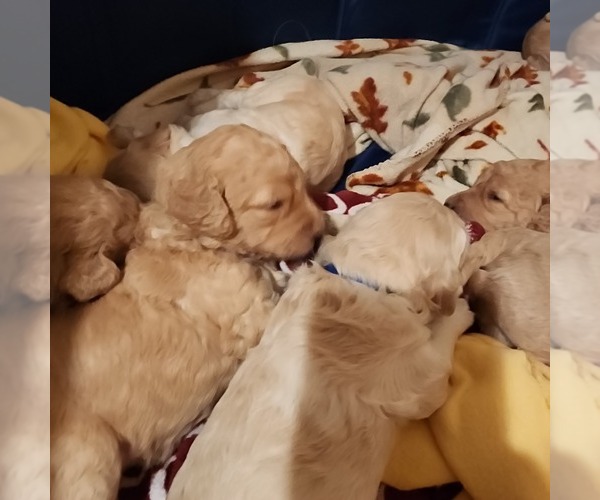 Medium Photo #3 Goldendoodle Puppy For Sale in CENTRAL POINT, OR, USA