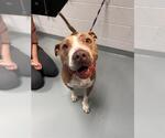 Small Bull Terrier-Staffordshire Bull Terrier Mix