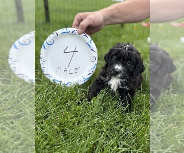 Medium Photo #7 Bernedoodle Puppy For Sale in BROWNSTOWN, IN, USA