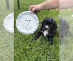 Small #6 Bernedoodle