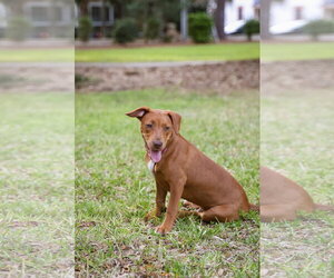 Hank - Male Mutt Dog for Adoption - Photo #7