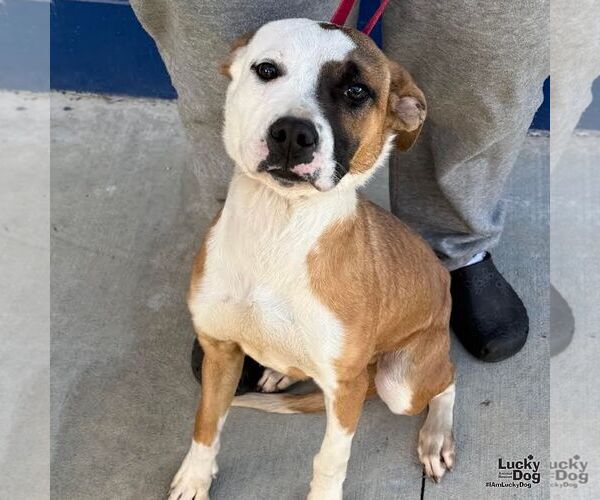 Medium Photo #3 Mutt Puppy For Sale in Washington, DC, USA