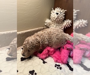 Poodle (Toy) Puppy for sale in CEDAR CITY, UT, USA