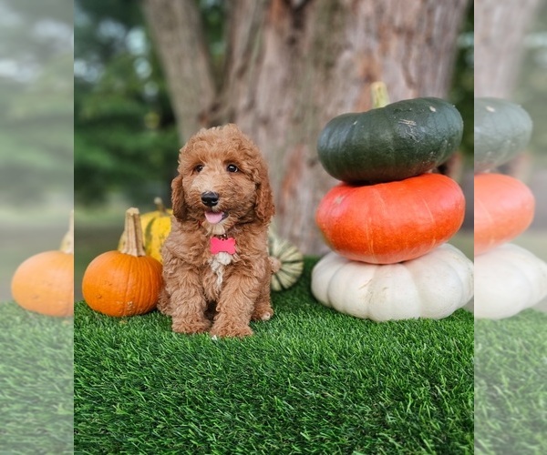 Medium Photo #4 Poodle (Miniature) Puppy For Sale in INDIANAPOLIS, IN, USA