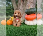 Small #3 Poodle (Miniature)
