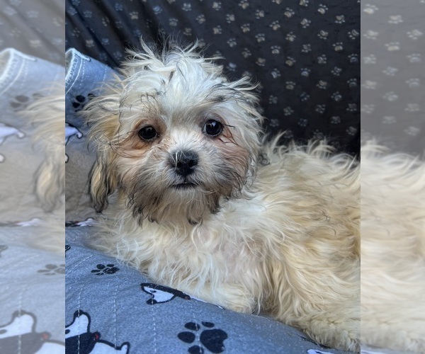 Medium Photo #5 Zuchon Puppy For Sale in RENO, NV, USA