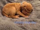 Small Photo #2 Vizsla Puppy For Sale in LITTLETON, UT, USA