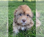 Small Photo #3 Lhasa-Poo Puppy For Sale in CANOGA, NY, USA