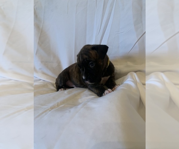 Medium Photo #10 Boxer Puppy For Sale in STAMPING GROUND, KY, USA