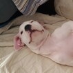 Small Photo #7 Dogo Argentino Puppy For Sale in JANE, MO, USA