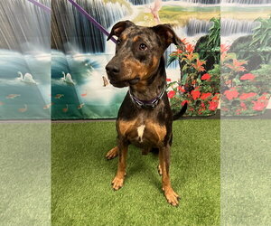 Catahoula Leopard Dog-Doberman Pinscher Mix Dogs for adoption in Euless, TX, USA