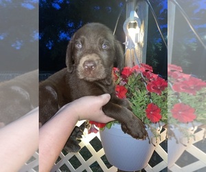 Labrador Retriever Puppy for sale in OSYKA, MS, USA