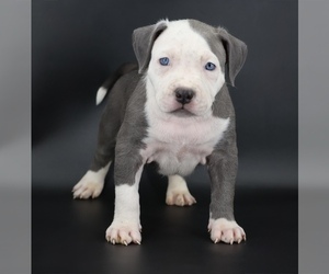 American Bully Puppy for sale in CHAMPAIGN, IL, USA