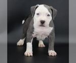Image preview for Ad Listing. Nickname: Chancellor