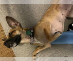 Small #11 Chihuahua Mix