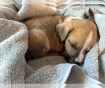 Small #2 American Pit Bull Terrier-Black Mouth Cur Mix